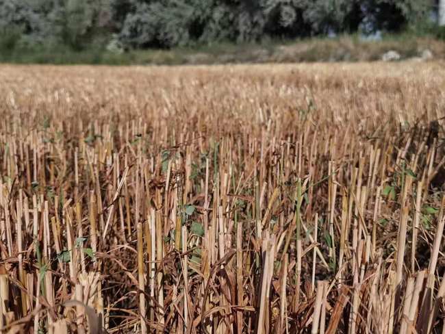 La kampo post rikolto