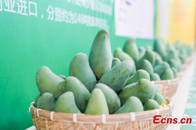 Διαφορετικές ποικιλίες μάνγκο εκτίθενται στην έκθεση στο Μπαϊσέ της επαρχίας Γκουανγκσί, στις 18 Ιουλίου 2021. (Φωτογραφία / China News Service)