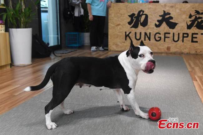 Ένας σκύλος γλείφει ένα παγωμένο τανγκχουλού, ένα σνακ που μοιάζει με το παραδοσιακό κινέζικο ξυλάκι καραμελωμένων φρούτων, 19 Ιουλίου 2021. (Φωτογραφία 