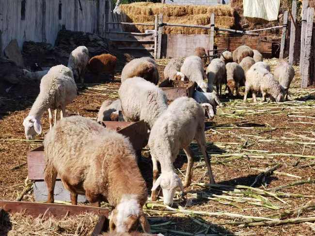Greul a trecut. Povestea unei familii de fermieri din Usu Greul a trecut. Povestea unei familii de fermieri din Usu