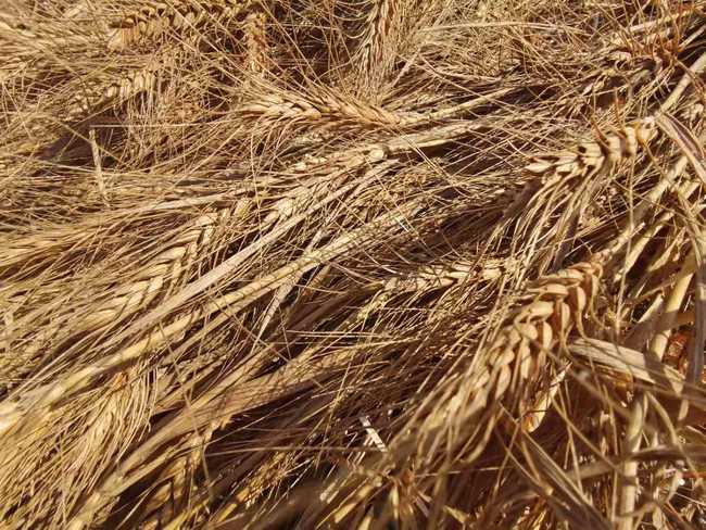 Greul a trecut. Povestea unei familii de fermieri din Usu Greul a trecut. Povestea unei familii de fermieri din Usu