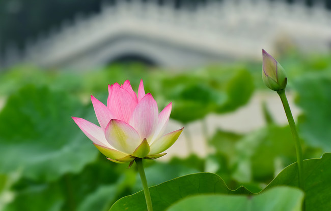 Lotușii înfloresc la Palatul Vechi de Vară