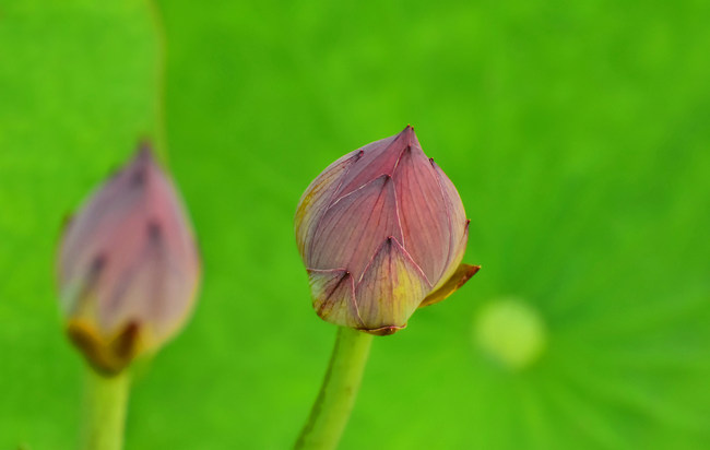 Lotușii înfloresc la Palatul Vechi de Vară